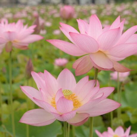 DSC_0816　赤蓮-460x460.jpg